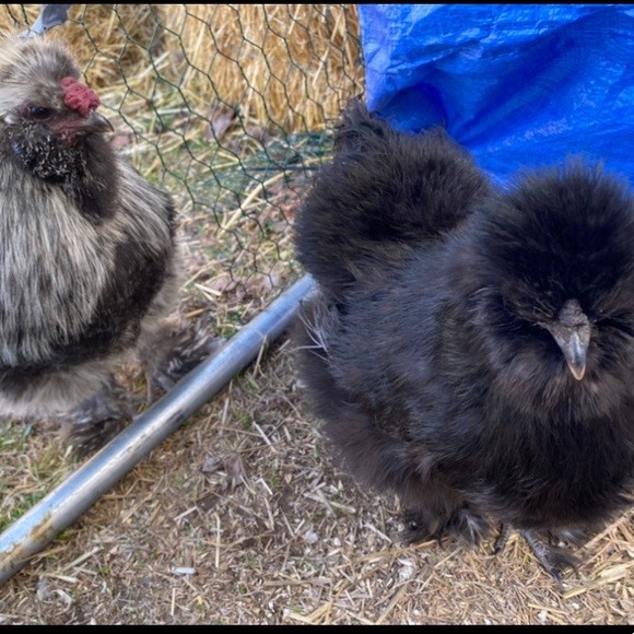 Meet your Posher, Jessica - Picture 1 of 1